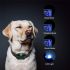 800m Elektrisk Hundetræningskrave med LCD-skærm Vandtæt Genopladelig Ideel til Fjernbetjent Kæledyrstræning