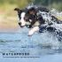 800m Elektrisk Hundetræningskrave med LCD Display og Fjernbetjening Vandtæt og Justerbare Niveauer